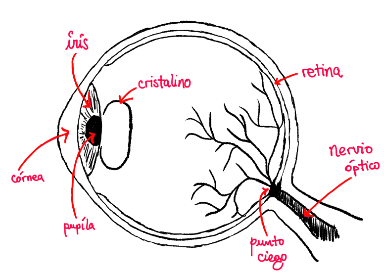 Diagrama ojo humano